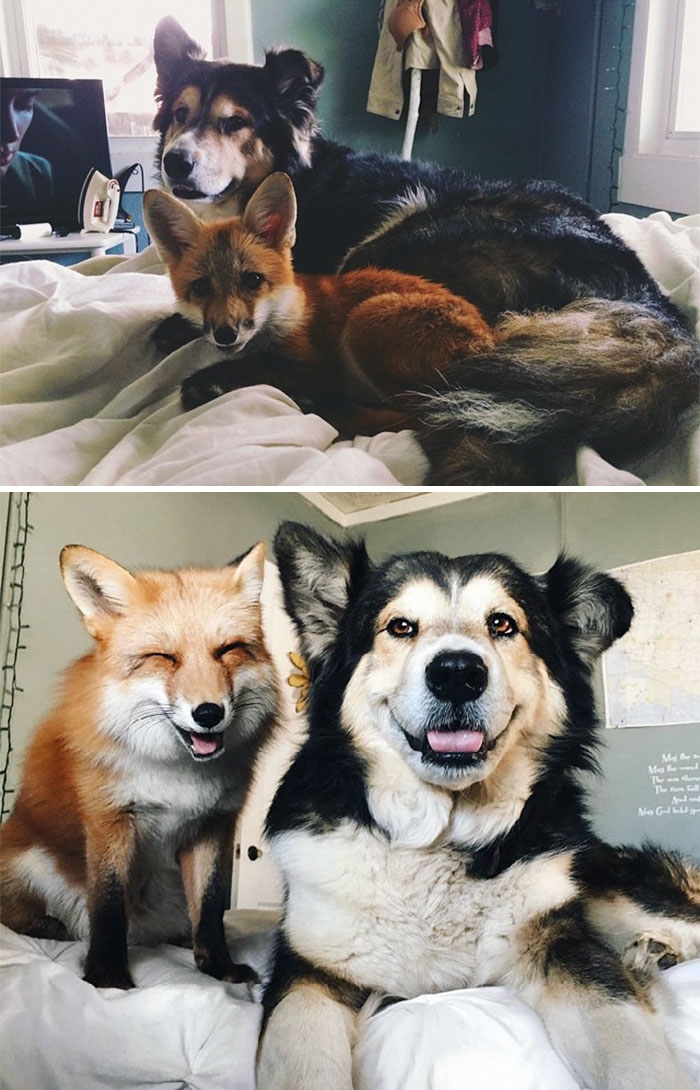 животные которые выросли вместе, животные тогда и сейчас
