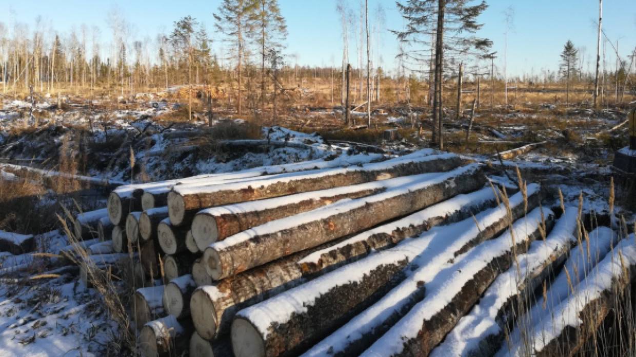 Претензии Евросоюза по экспорту российского леса сочли необоснованными в Минэкономразвития