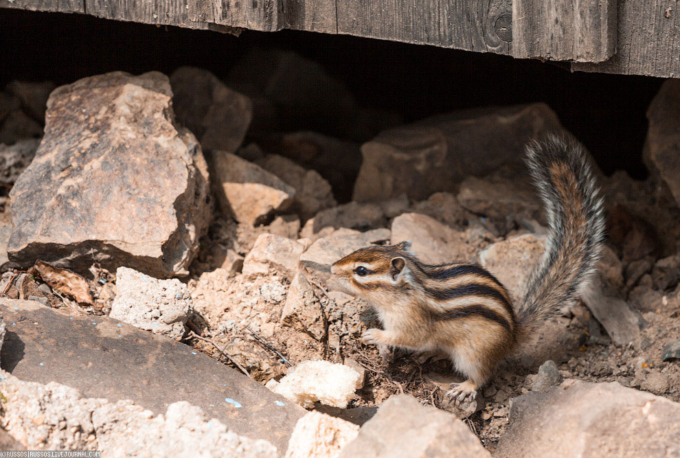 Хинганский заповедник на Дальнем Востоке Хинганский заповедник на Дальнем Востоке Путешествия,фото