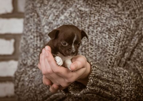 Прелестные щенки, которые вызовут вашу улыбку (25 фото)