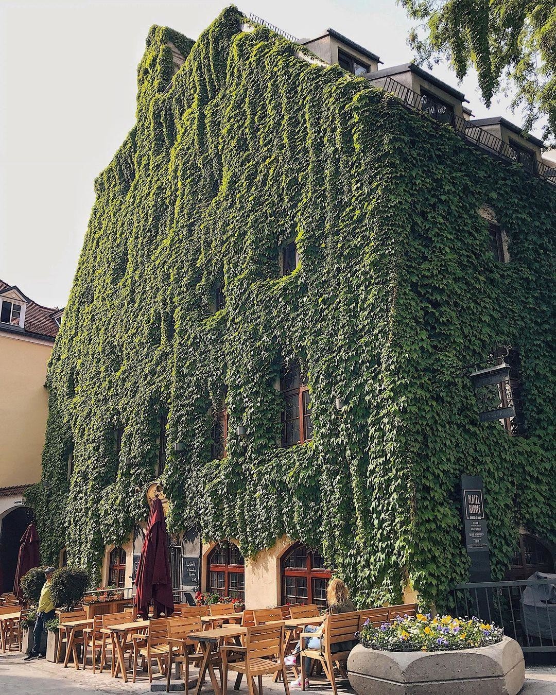 Вот так засосало... О домах, поглощённых плющом 