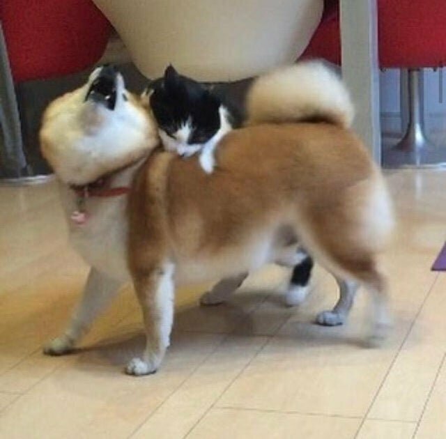 Забавные фото животных, которым ну очень хочется укусить 