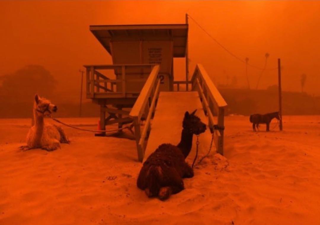 Самый сильный пожар за всю историю Калифорнии в фотографиях из соцсетей Самый сильный пожар за всю историю Калифорнии в фотографиях из соцсетей катастрофы