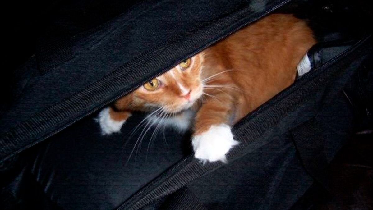 Мастер и кошка