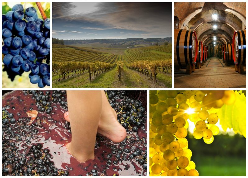 Виноградники и вино интересное, крым, любопытно, праздник, факты