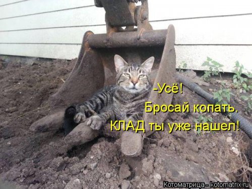 Свежая котоматрица для всех (31 шт)