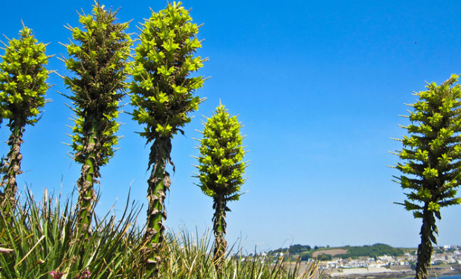 Растения с которыми лучше не связываться