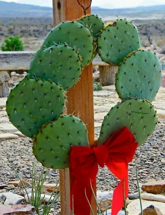 25 фото кактуса, за который вас посадят на 25 лет 25 фото кактуса, за который вас посадят на 25 лет интересное