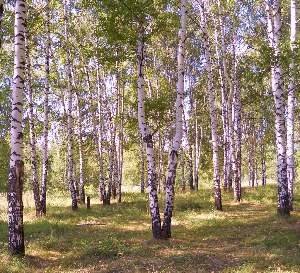 называют тероподами, фото березовая роща летом возможно