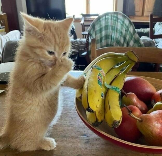 Очарование животных: моменты, которые заставляют улыбаться  