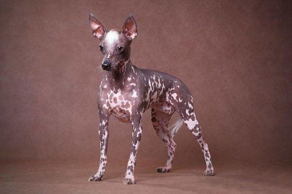 Перуанская голая собака больших, бульдог, до маленьких, питомец, породы, собак, такса