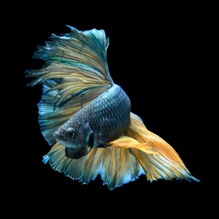Бойцовая рыбка голубого цвета. Фото: Visarute Angkatavanich.