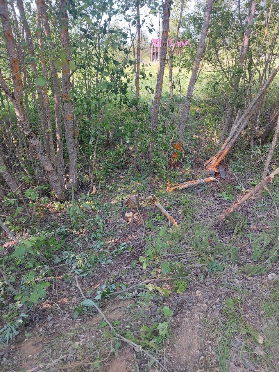 В Тверской области иномарка въехала в дерево