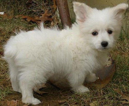 Помеси корги с другими породами, которые вы могли не видеть (24 фото) Помеси корги с другими породами, которые вы могли не видеть (24 фото)
