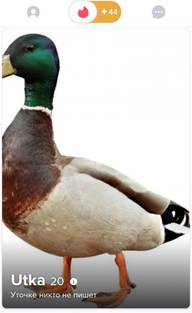 Анкеты мужчин и женщин с сайтов знакомств, на которые нельзя смотреть без слез  позитив,смешные картинки,юмор