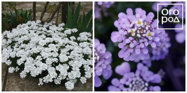 30 ярких цветов, которые можно сеять в открытый грунт в мае цветы