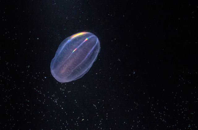 Животные, которые не видели света: обитатели крайних глубин Животные, которые не видели света: обитатели крайних глубин