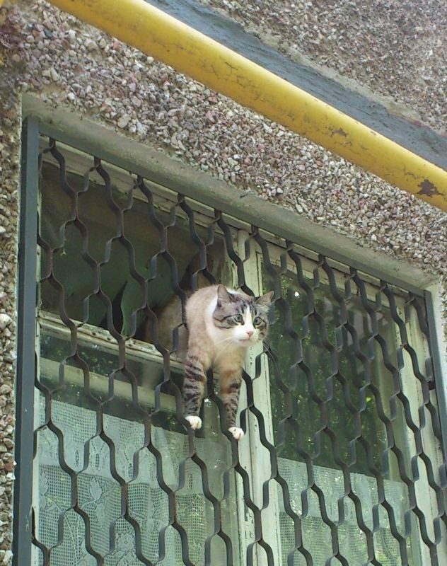 Животные, которые заставят вас улыбнуться