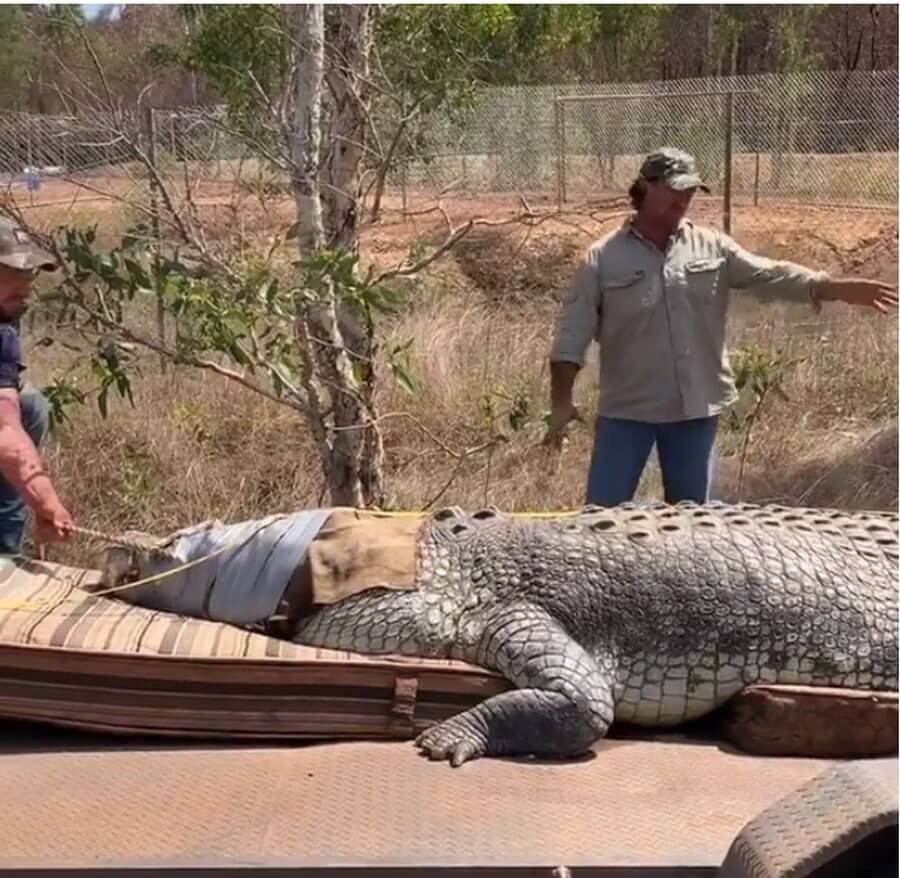 Страсти из Австралии: огромный крокодил поедал коров Австралия,природа,происшествия