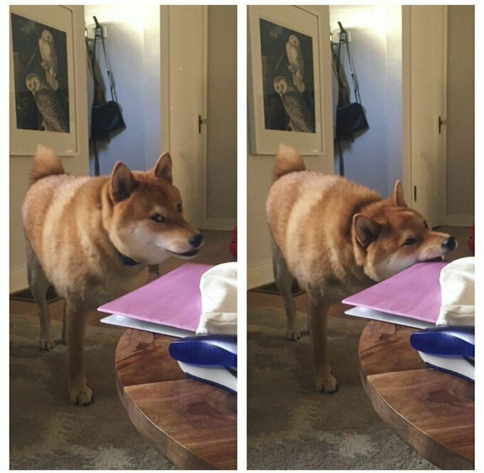 Забавные фото животных, которым ну очень хочется укусить 