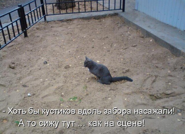 Иногда животные могут быть очень похожи на людей