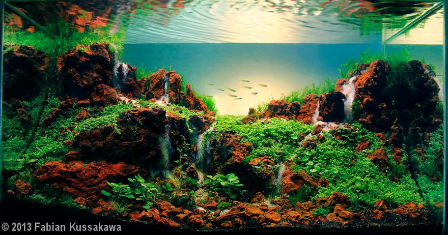 Аквариумные пейзажи - красота под водой Аквариумные пейзажи - красота под водой