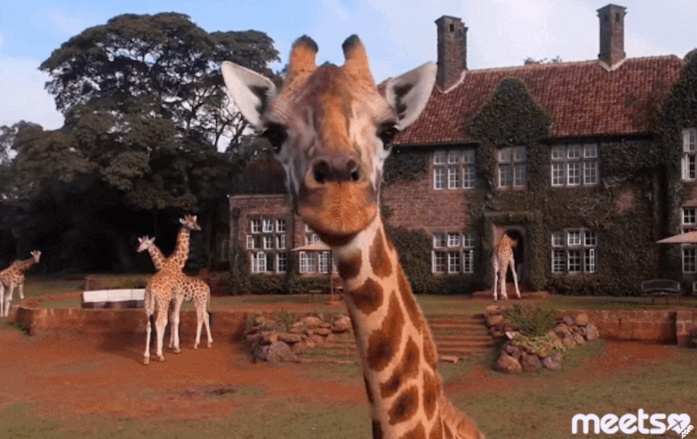 hotel with giraffes