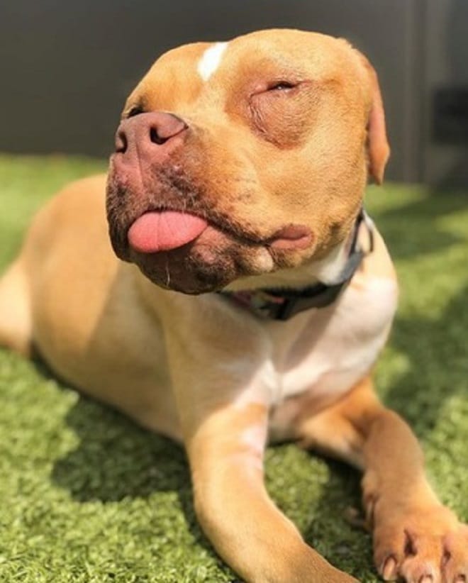 Собака на траве