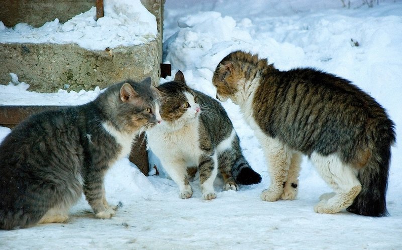 Бригады суровых котов коты, прикол, юмор