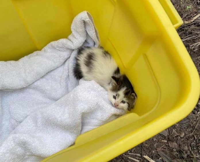 Без кота и жизнь не та