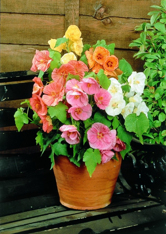 Абутилон (Abutilon)
