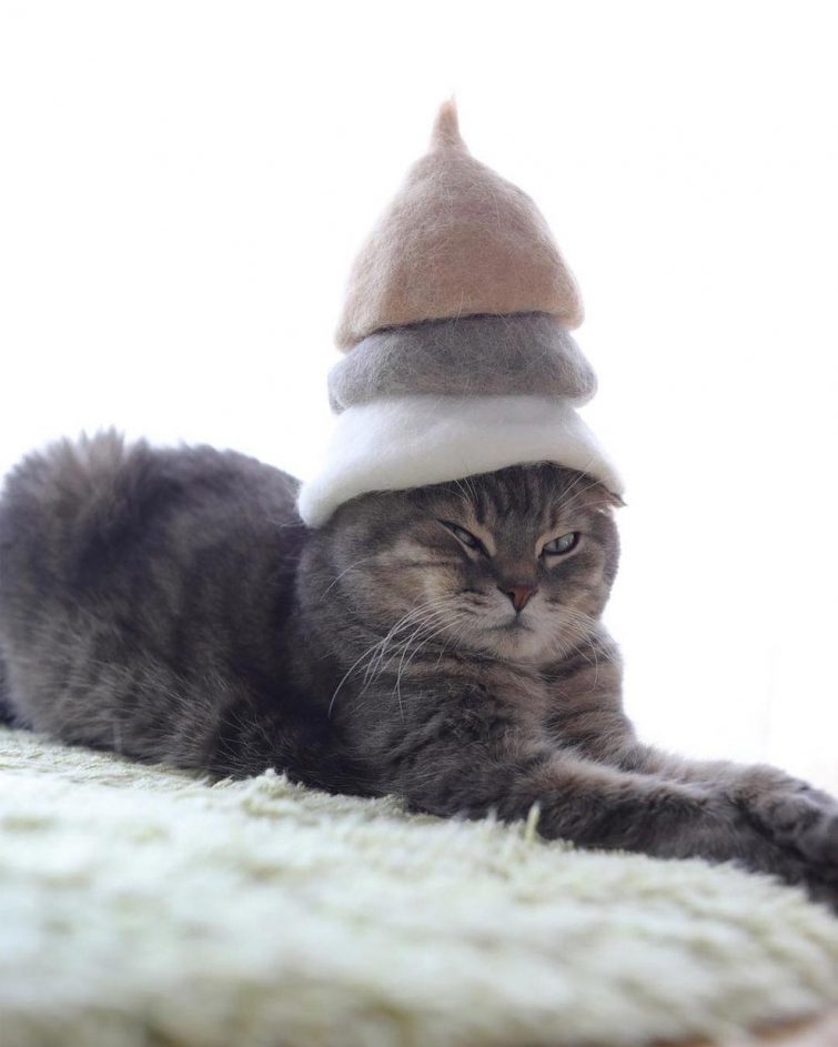 Смешные котики в шляпах