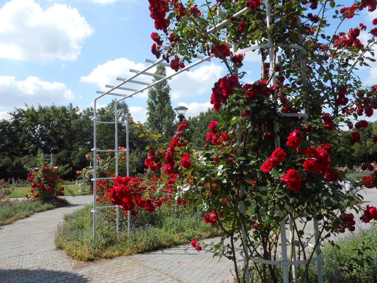 6 самых красивых цветов, которые украсят ваш осенний сад 6 самых красивых цветов, которые украсят ваш осенний сад дача,сад и огород,цветоводство,цветы