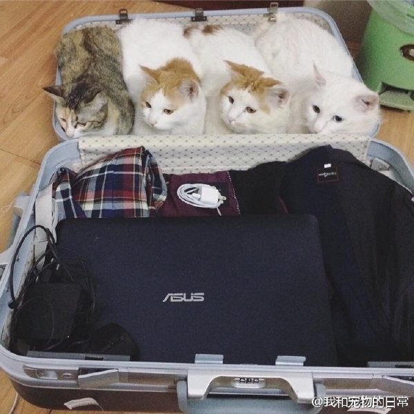 Животные, которые заставят вас улыбнуться