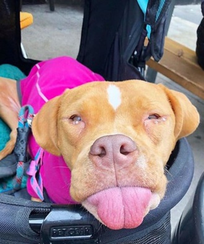 Собака в машине