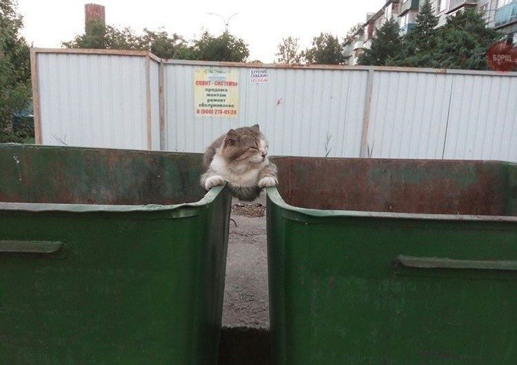 Животные, которые заставят вас улыбнуться