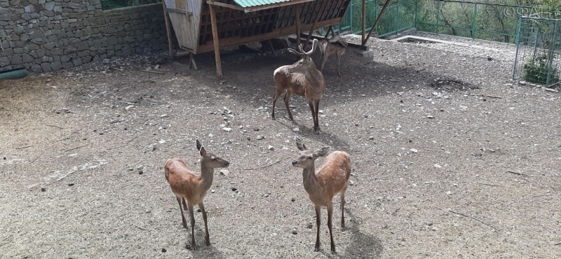 В зоопарке Крыма показали новорожденного олененка