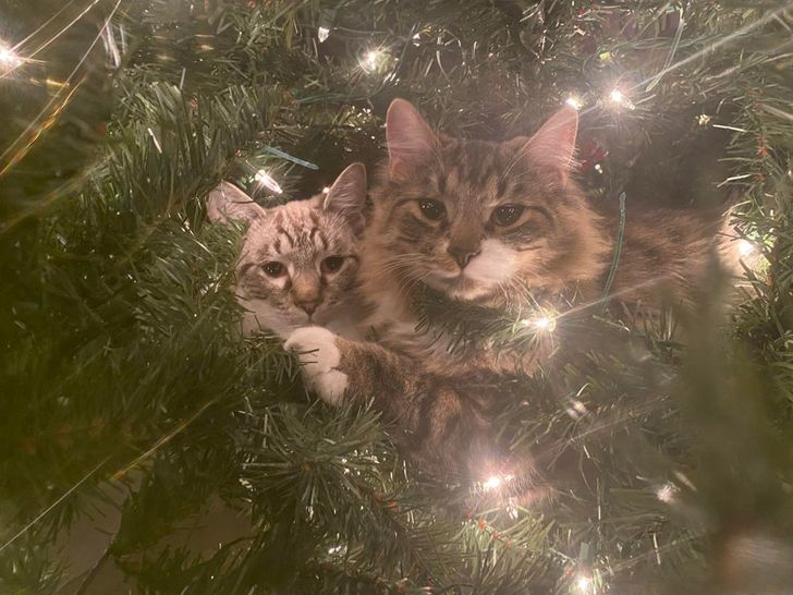 коты сидят на елке
