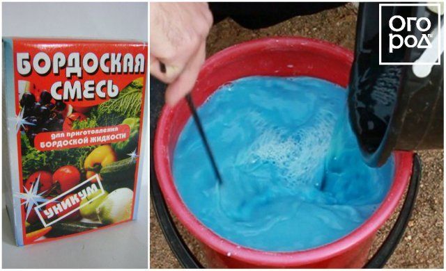 Бордоская жидкость – как правильно приготовить и применять Бордоская жидкость – как правильно приготовить и применять