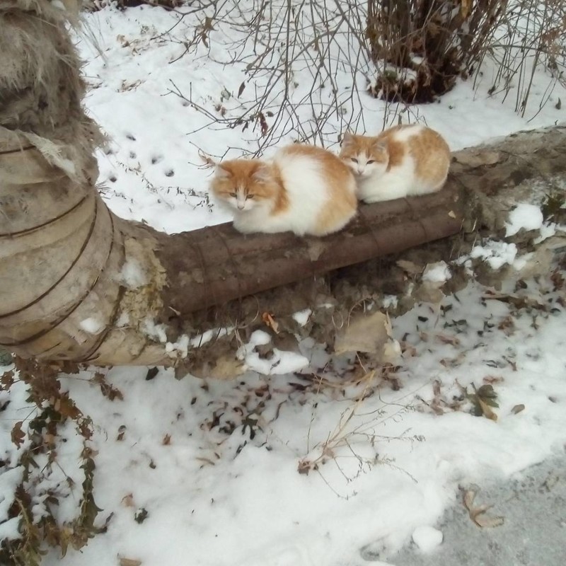 Невероятные совпадения, которые всё же произошли копипаста, прикол, сбой в матрице, совпадение, так не бывает