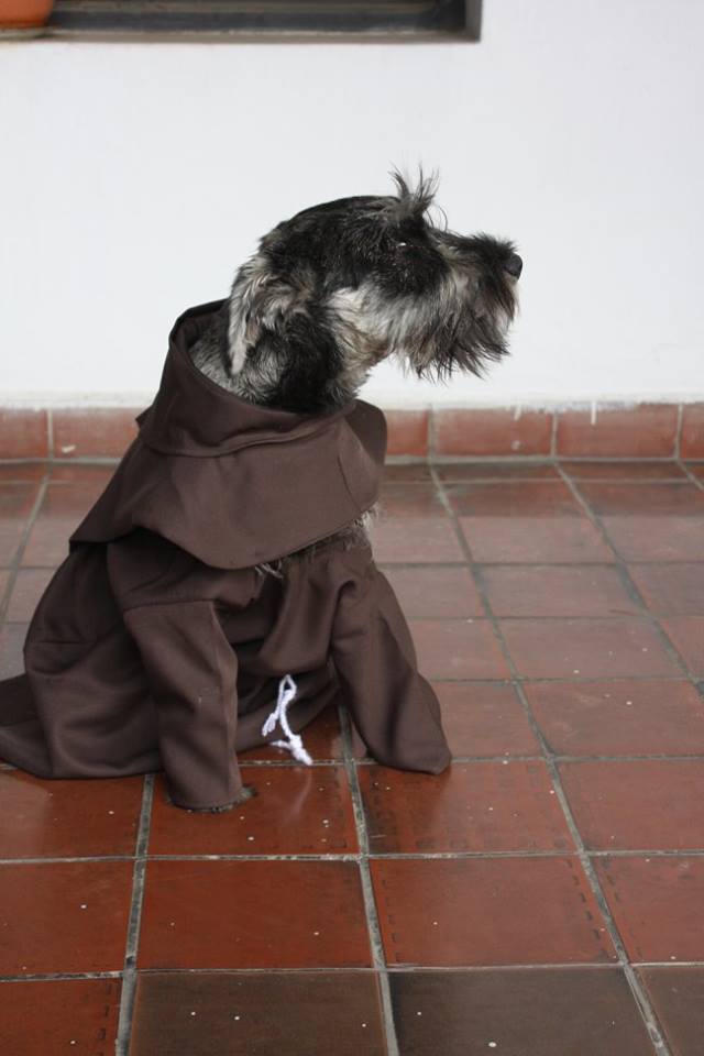 Собака-монах