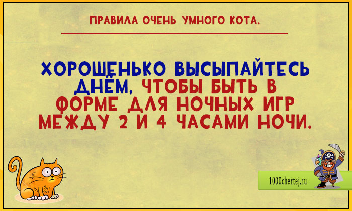 Цитаты от очень умного кота веселые картинки