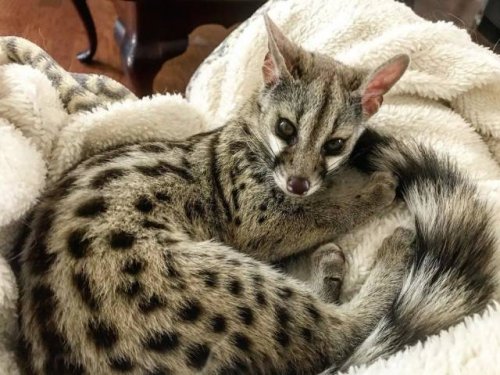 Не все в качестве домашних питомцев держат кошек и собак 