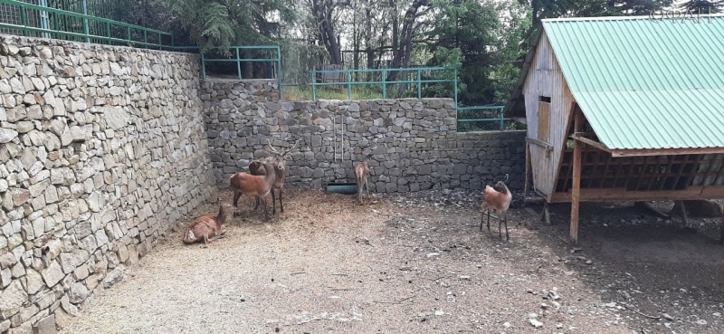 В зоопарке Крыма показали новорожденного олененка