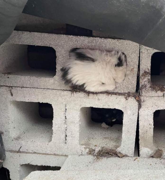 Без кота и жизнь не та