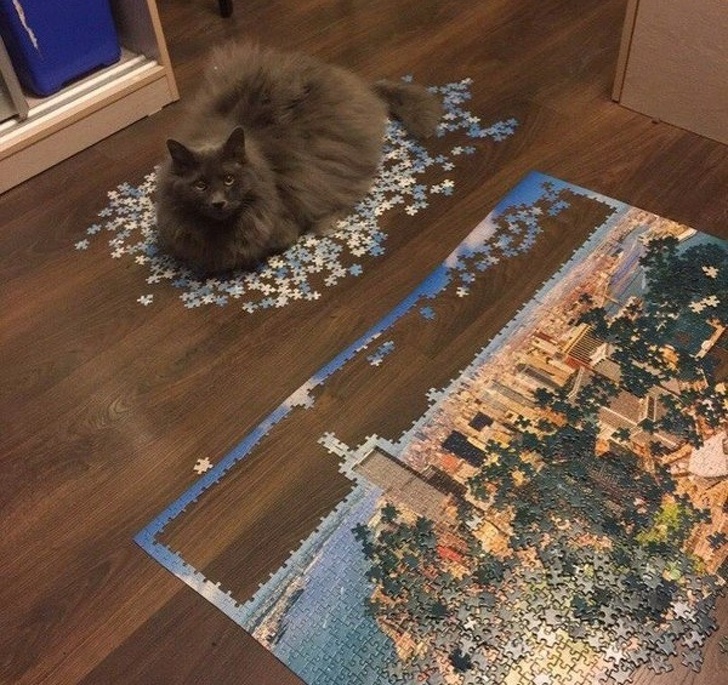 Бесстыжие коты, хозяевам которых самим нужна валерьянка картинки