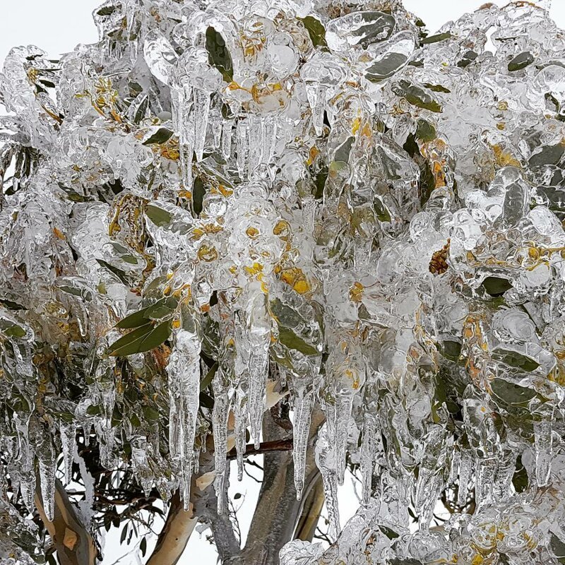 Дерево, скованное льдом, выглядит инопланетно катаклизмы, природа, растительность