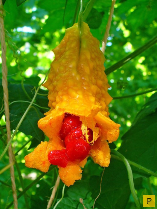 Топ 15: Самые странные растения на Земле (16 фото)