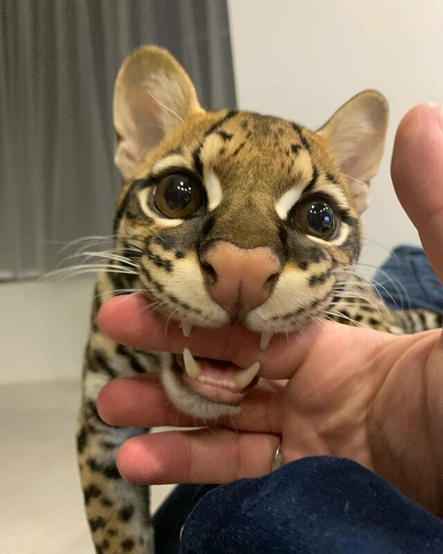 Забавные фото животных, которым ну очень хочется укусить 