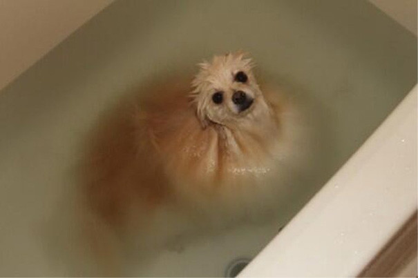 Как чудесна расслабляющая ванна! животные, расслабленность, смешно, фото
